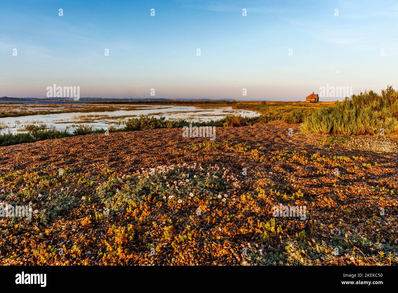 Blakeney Point; Norfolk; UK Stockfoto