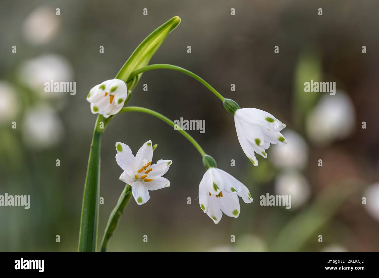 Schneeflocke; Leucojum sp.; Blumen; Großbritannien Stockfoto