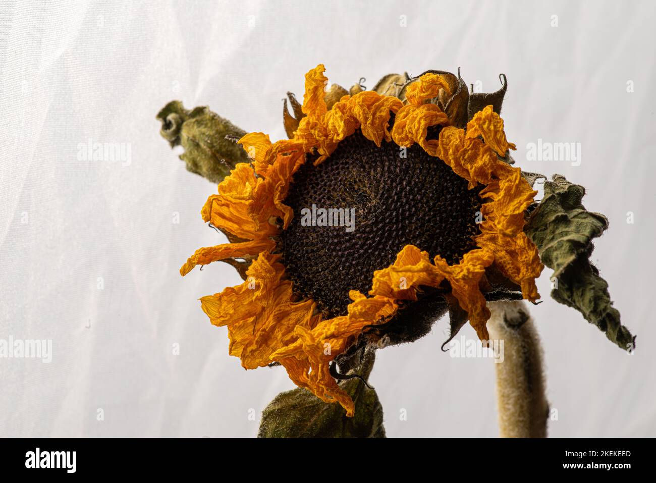 Getrocknete Sonnenblume isoliert auf weißem Hintergrund Stockfoto