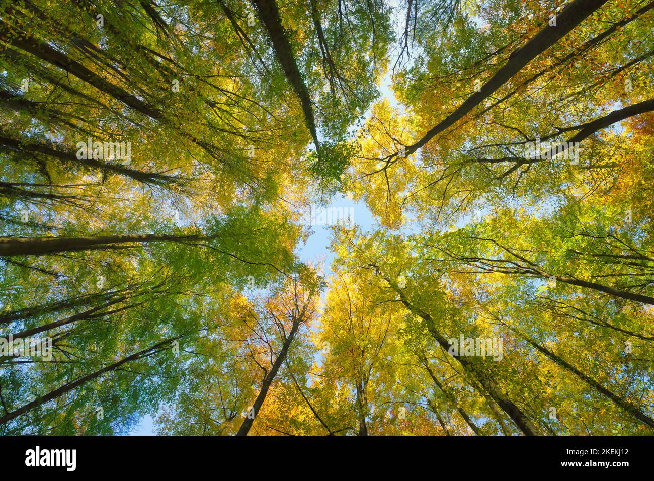 Herbstbaumeln nach oben Blick von unten Stockfoto