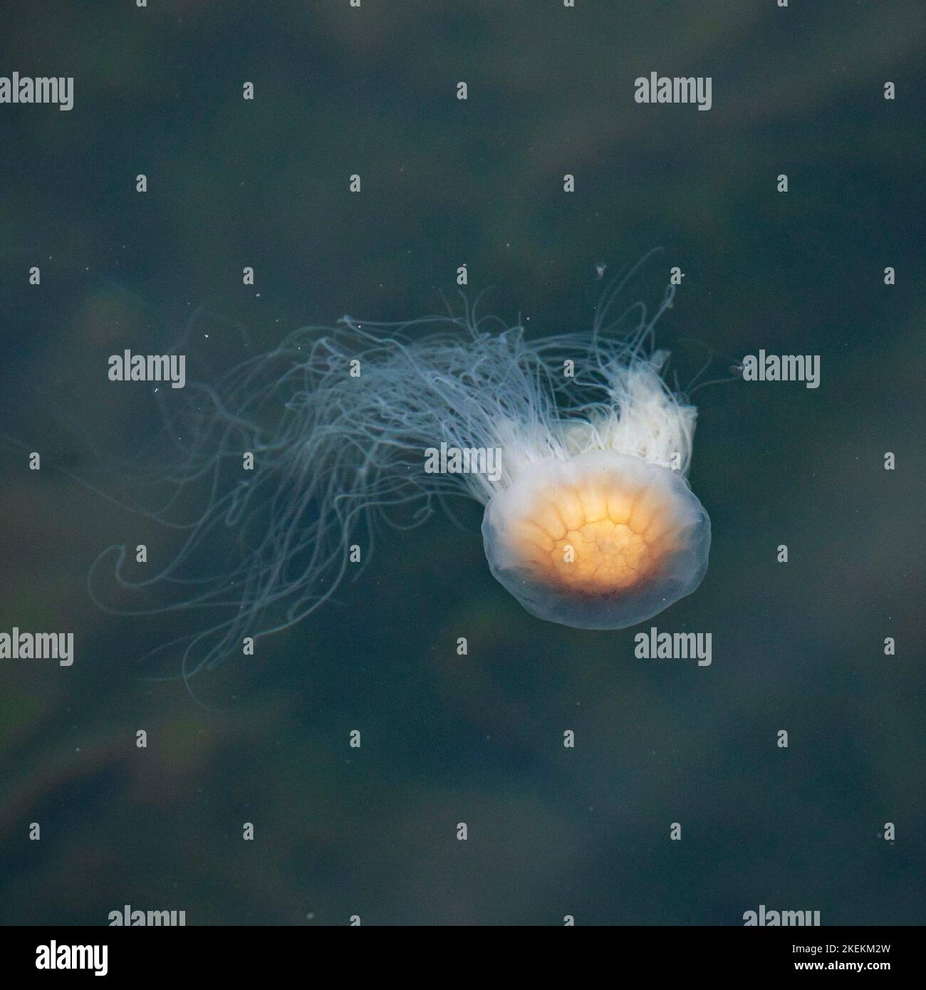 Quallen, Insel Luing, Schottland Stockfoto