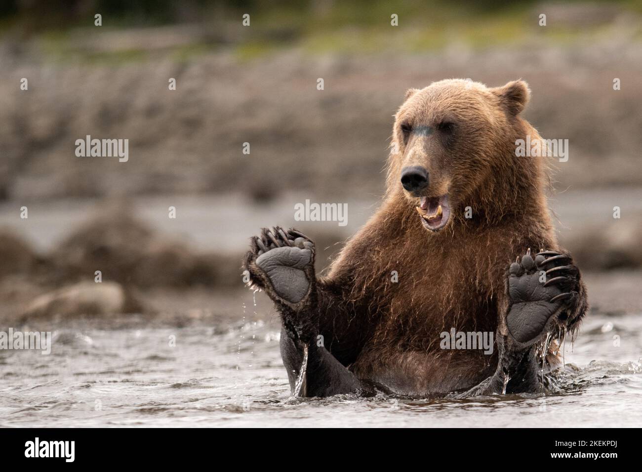 Der Braunbär an der Küste Alaskas, der seine Pfoten hält, genießt den Fluss in Alaska im Lake Clark State Park und macht eine Pause vom Angeln. Stockfoto