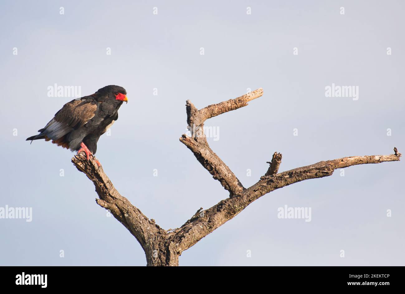 Bateleur (Terathopius Ecaudatus) Stockfoto