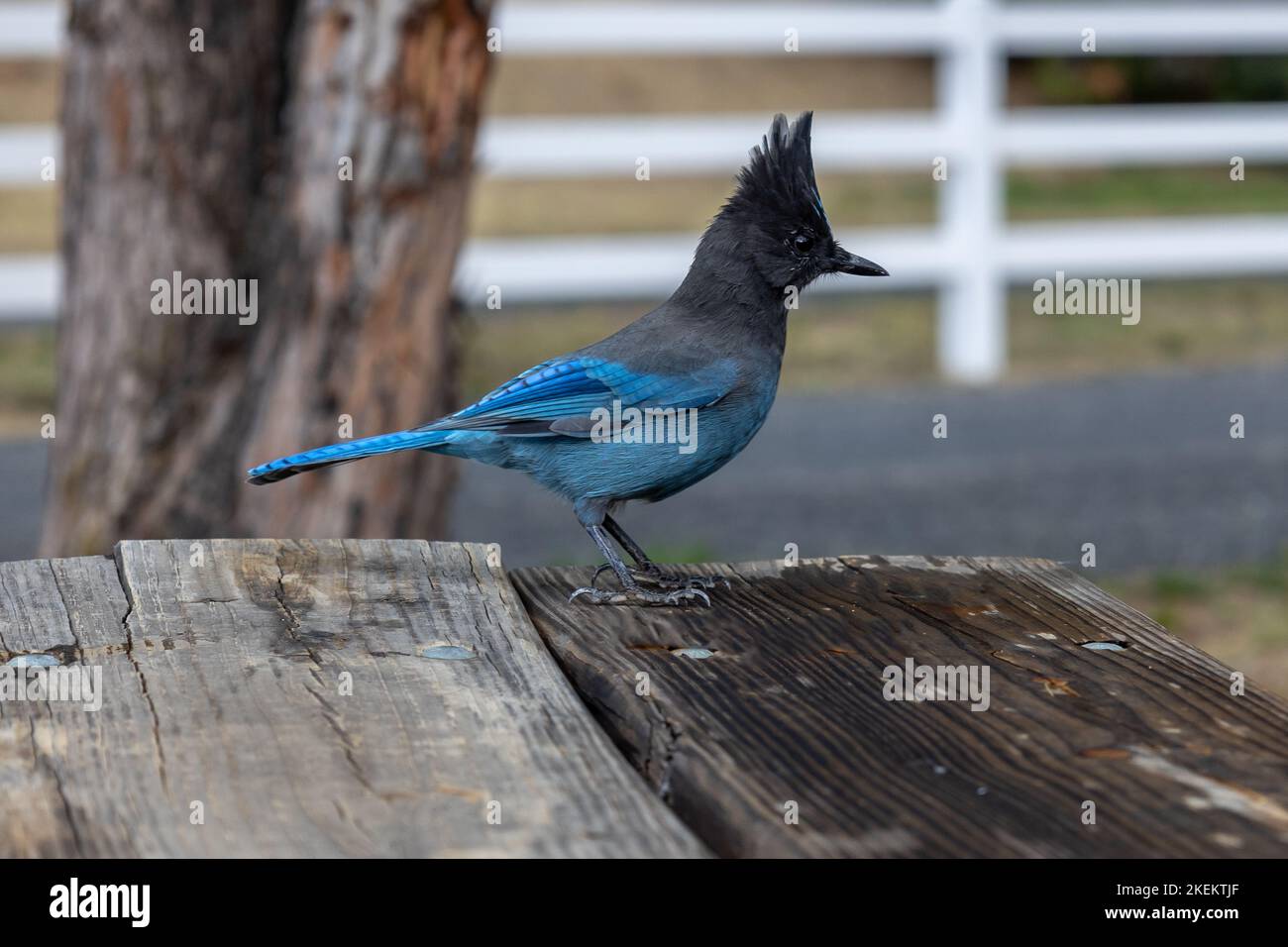 Steller's jay, mit seinen wunderschönen blauen Federn und dem feinen Kamm, auch bekannt als der langkappenhäher, berghäher und kiefernhäher. Stockfoto