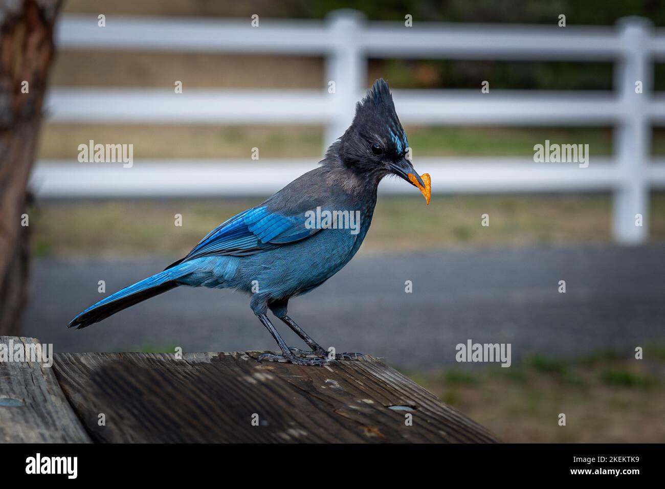Steller's jay, mit seinen wunderschönen blauen Federn und dem feinen Kamm, auch bekannt als der langkappenhäher, berghäher und kiefernhäher. Stockfoto