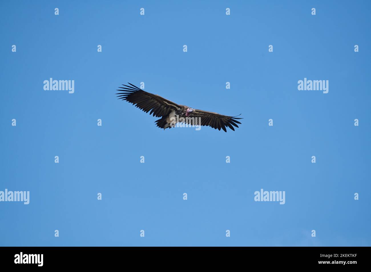 Lappentähiger Geier (Torgos tracheliotus) im Flug Stockfoto