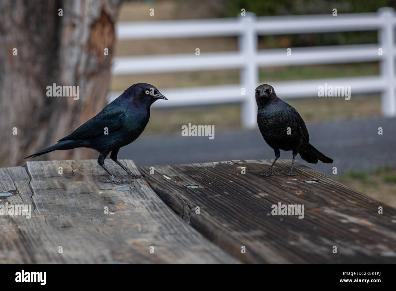 Die Amsel des Brauers, Erwachsene Männchen haben schwarzes Gefieder mit einem schillernden purpurnen Kopf und Hals und glänzende blau-grüne Highlights auf dem Rest des Körpers Stockfoto