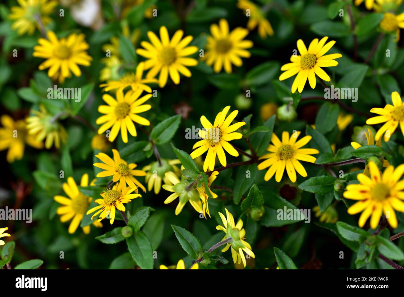 Eine Ecke des Gartens mit gelben Blumen, umgeben von grünen Blättern mit einem schönen Kontrast von Farben Stockfoto