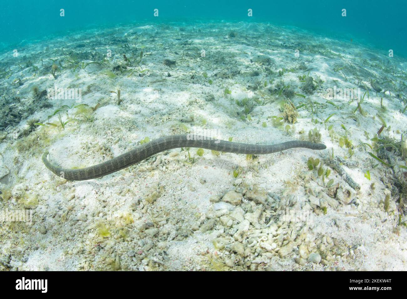 Eine Seefeilschlange, Acrochordus granulatus, jagt auf einer flachen Seegraswiese im Komodo-Nationalpark, Indonesien, nach kleinen Fischen. Stockfoto