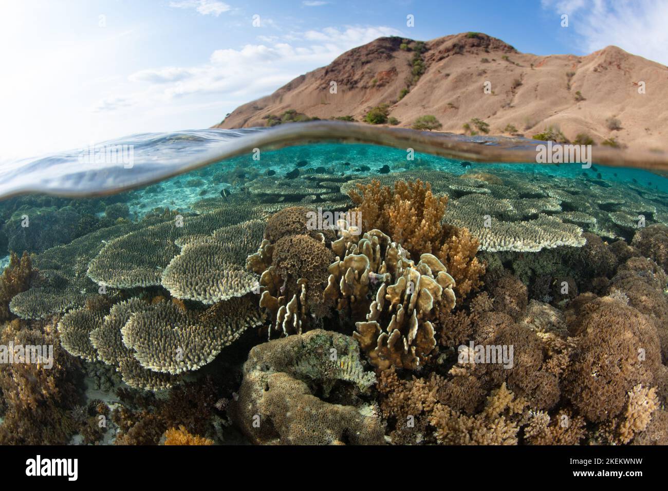 Eine Reihe von Korallen gedeiht auf einem flachen, gesunden Riff in der Nähe von Komodo, Indonesien. Dieses Gebiet, innerhalb des Korallendreiecks, hat eine hohe marine Artenvielfalt. Stockfoto