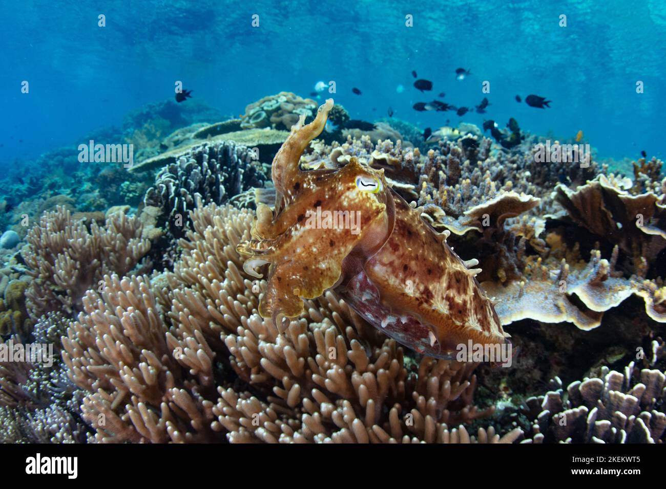Ein Broadclub-Tintenfisch, Sepia latimanus, schwebt über einem exquisiten Korallenriff in Komodo, Indonesien. Tintenfische sind Meister der Tarnung. Stockfoto