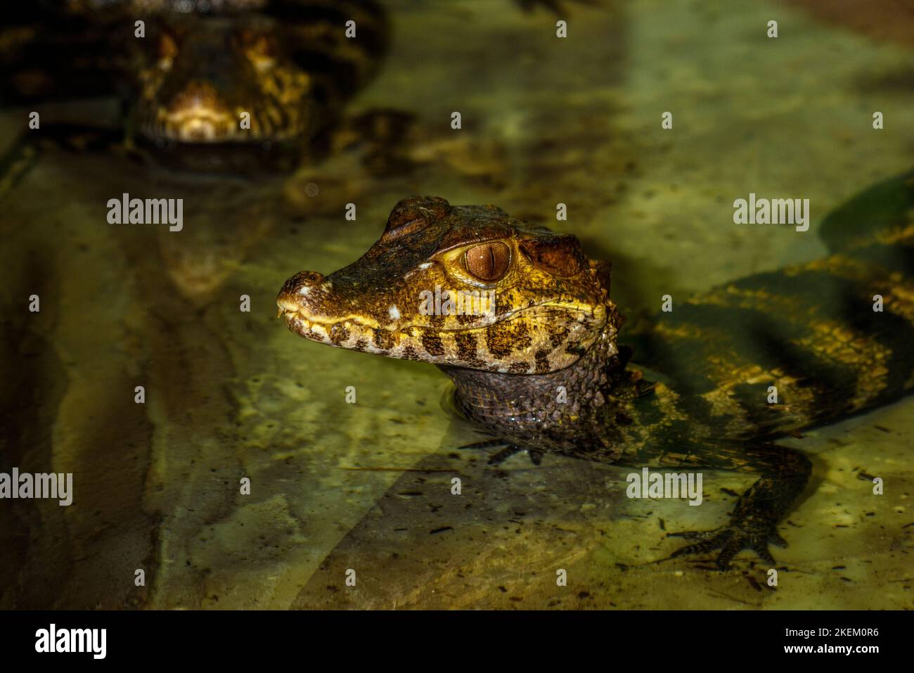 Brillenkaiman (Caiman crocodilus) in Gefangenschaft. In Mittel- und Südamerika beheimatet, Reptilia Reptile Zoo, Vaughan, Ontario, Kanada Stockfoto