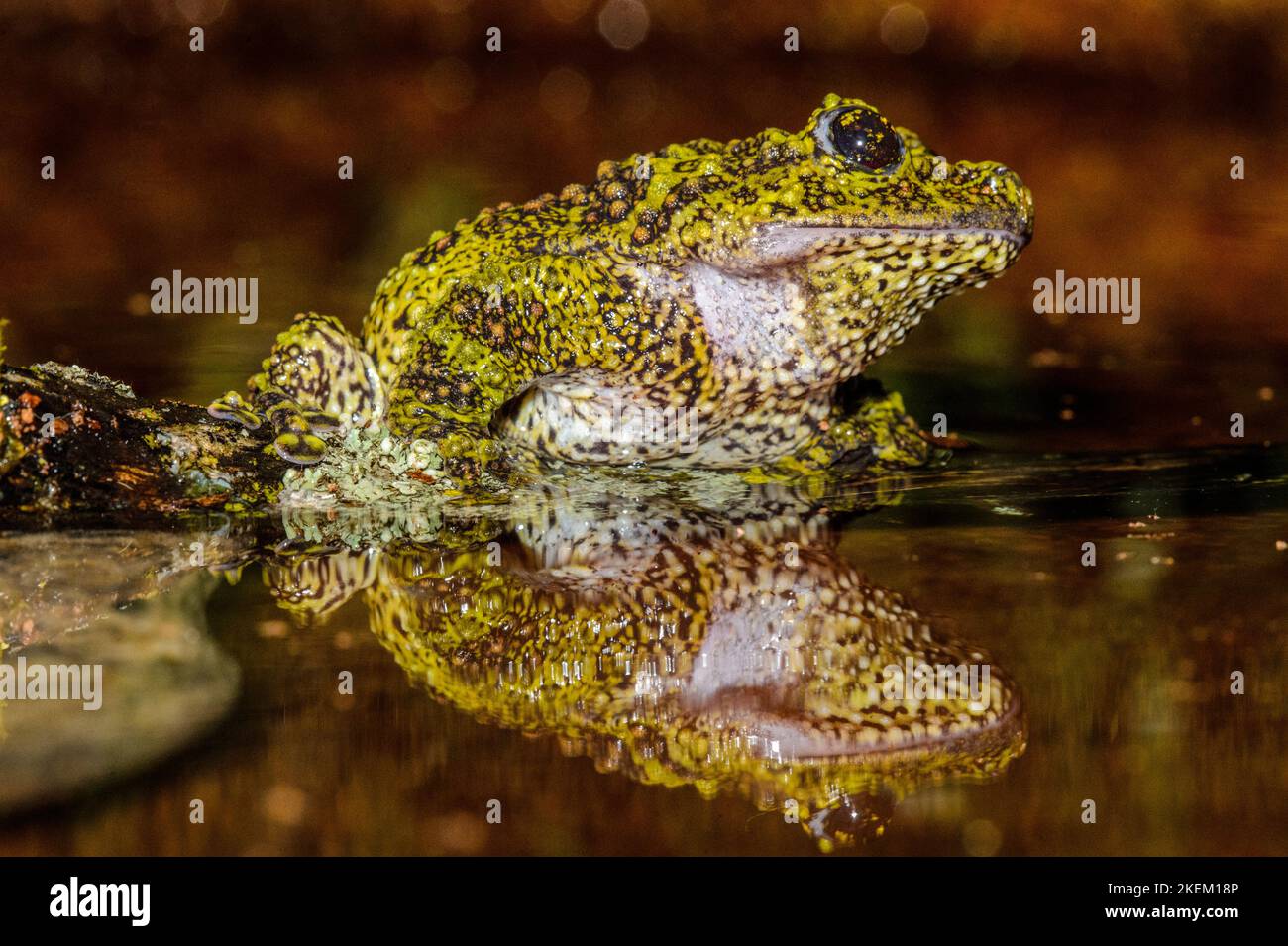 Vietnamesischer Moosfrosch (Theloderma corticale) gefangen. Heimisch in Vietnam, Laos, China, Reptilia Reptile Zoo, Vaughan, Ontario, Kanada Stockfoto