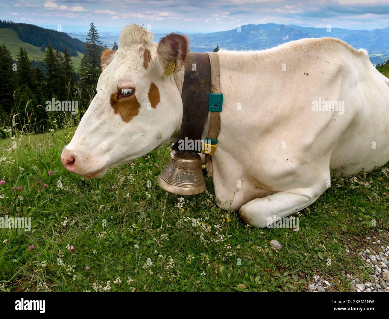 Porträt einer Kuh mit einer Kuhglocke auf einer blühenden Wiese mit blauen Bergrücken am fernen Horizont Stockfoto