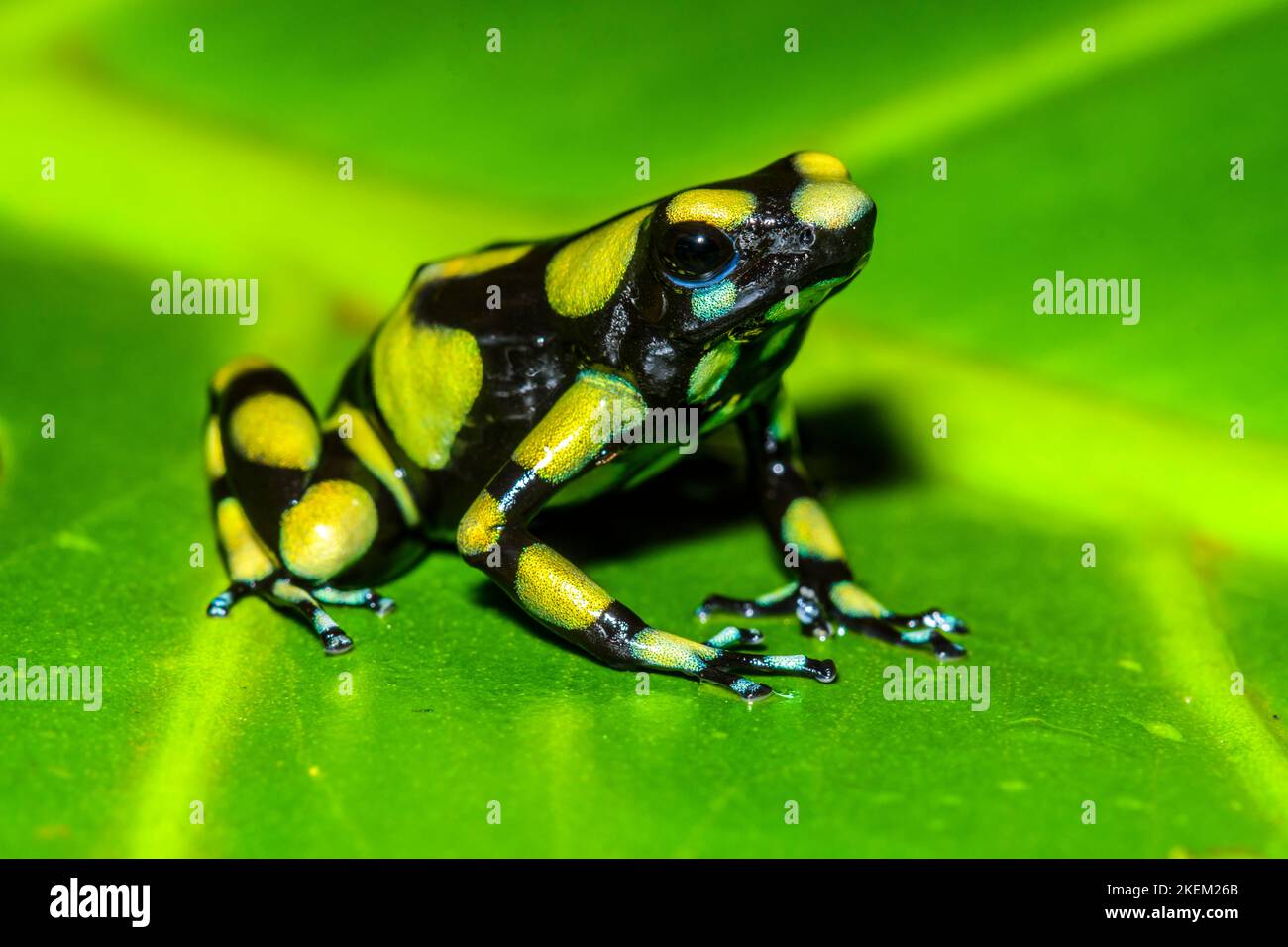Dendrobates auratus 'kolumbianisch gelb', in Gefangenschaft erzogen, untergeschichtige Unternehmen, Eingeborenes in: Kolumbien Stockfoto