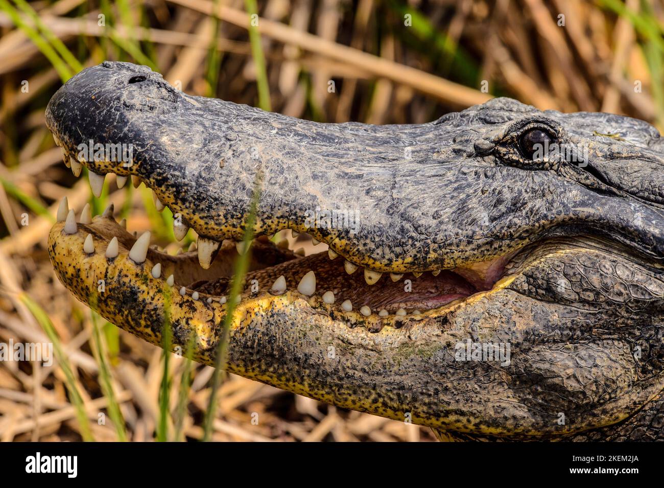 Amerikanischer Alligator (Alligator missipiensis), Leonabelle Vogelbeobachtungs-Zentrum, Port Aranbas, Texas, USA Stockfoto
