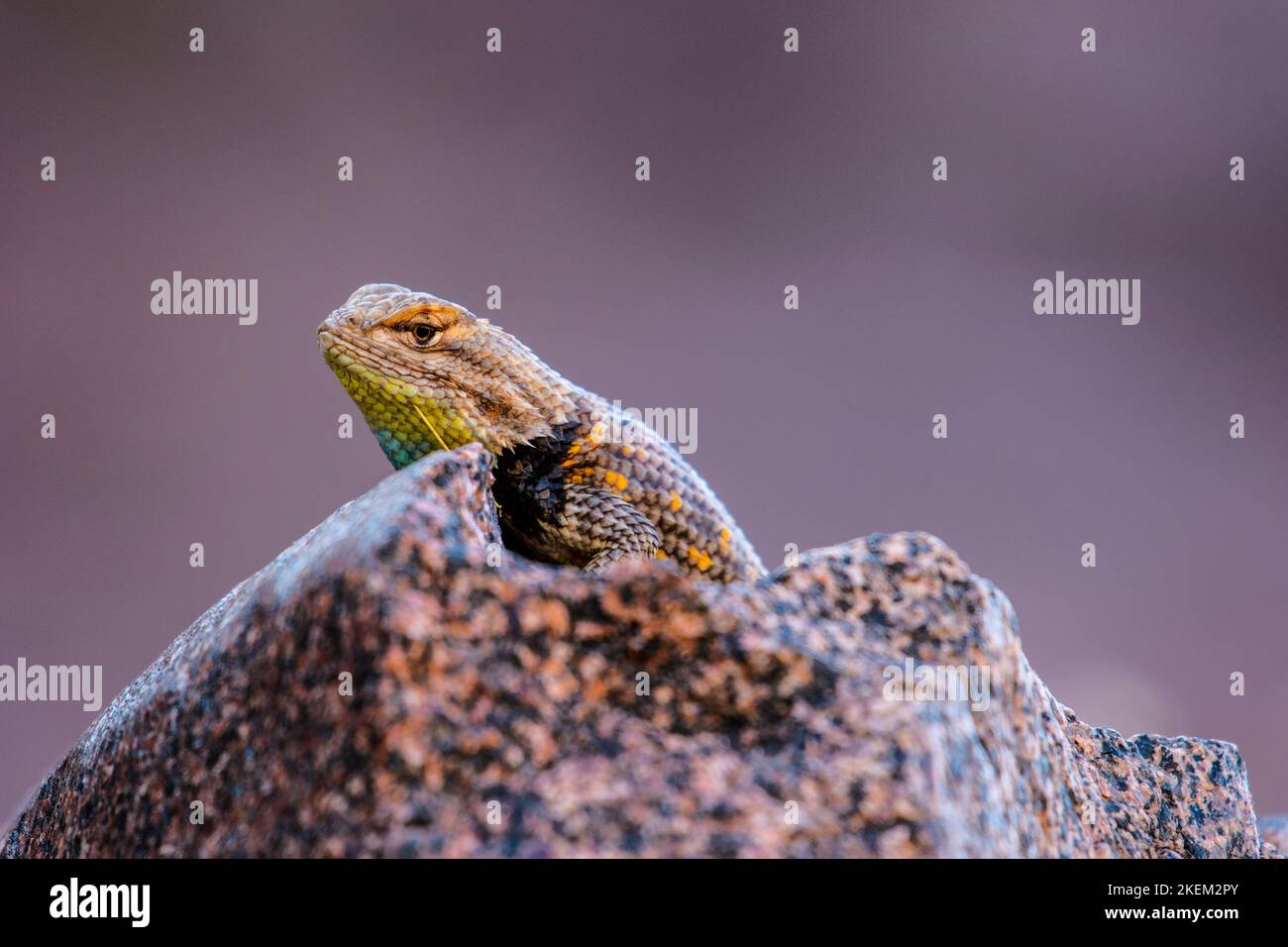 Gewöhnlicher Chuckwalla (Sauromalus ater), der auf einem Felsen ruht, Grand Canyon National Park, Arizona, USA Stockfoto