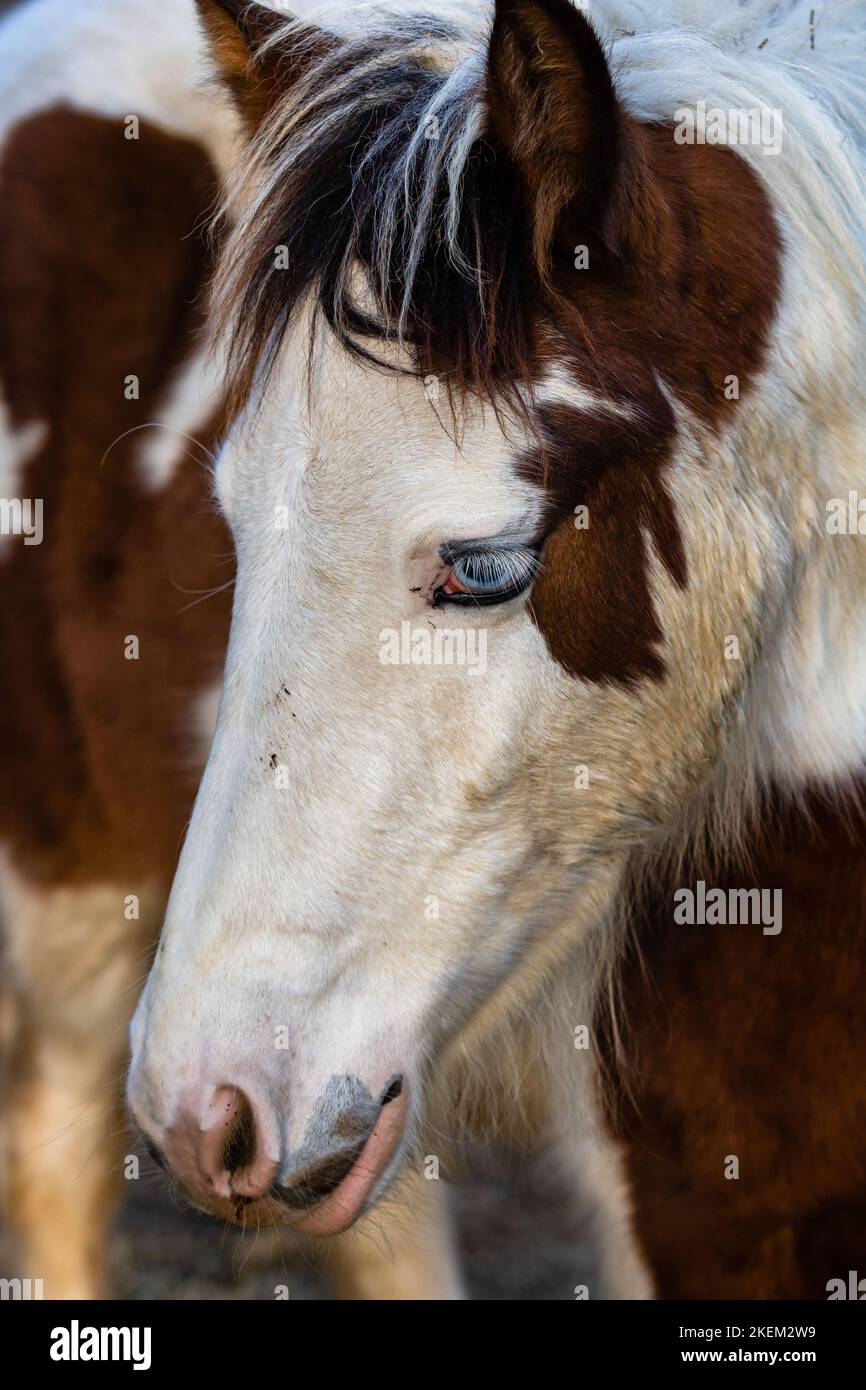 Eine Nahaufnahme von American Paint Horse mit blauen Augen, die nach unten schauen Stockfoto