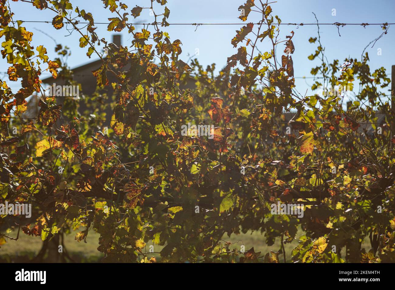 Weinberg im Herbst Blätter Detail Stockfoto