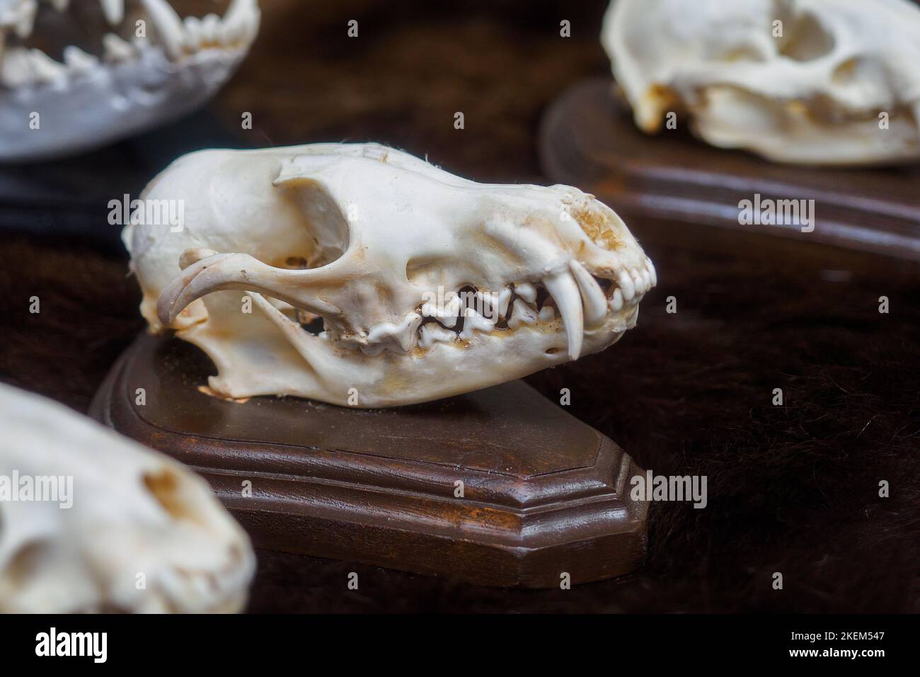 Schädel von Tier oder Dinosaurier mit tierischem Grinsen. Archäologische Funde. Nahaufnahme... Stockfoto