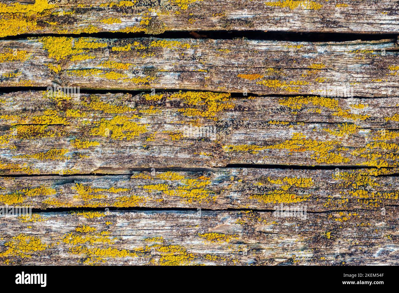 Abstrakter Hintergrund. Altes Holzbrett mit Rissen, die mit Moos bedeckt sind. Verfallene Hölzer. Glatte strukturierte Oberfläche. Stockfoto