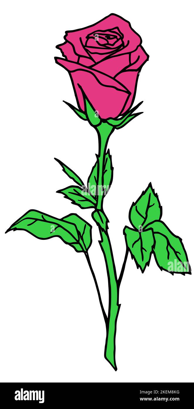 Zeichnung Rosenzweig mit rosa Blume und Blättern, isoliertes Element, Design Stockfoto