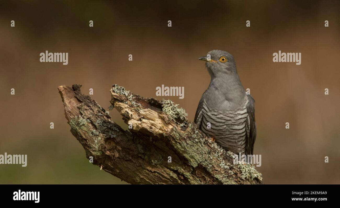 Kuckuck und sein Barsch Stockfoto