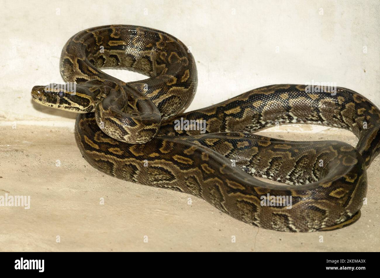 Der Zentralafrikanische Felsenpython ist im küstennahen Ostafrika häufiger zu finden als der nahezu identische südafrikanische Verwandte. Stockfoto