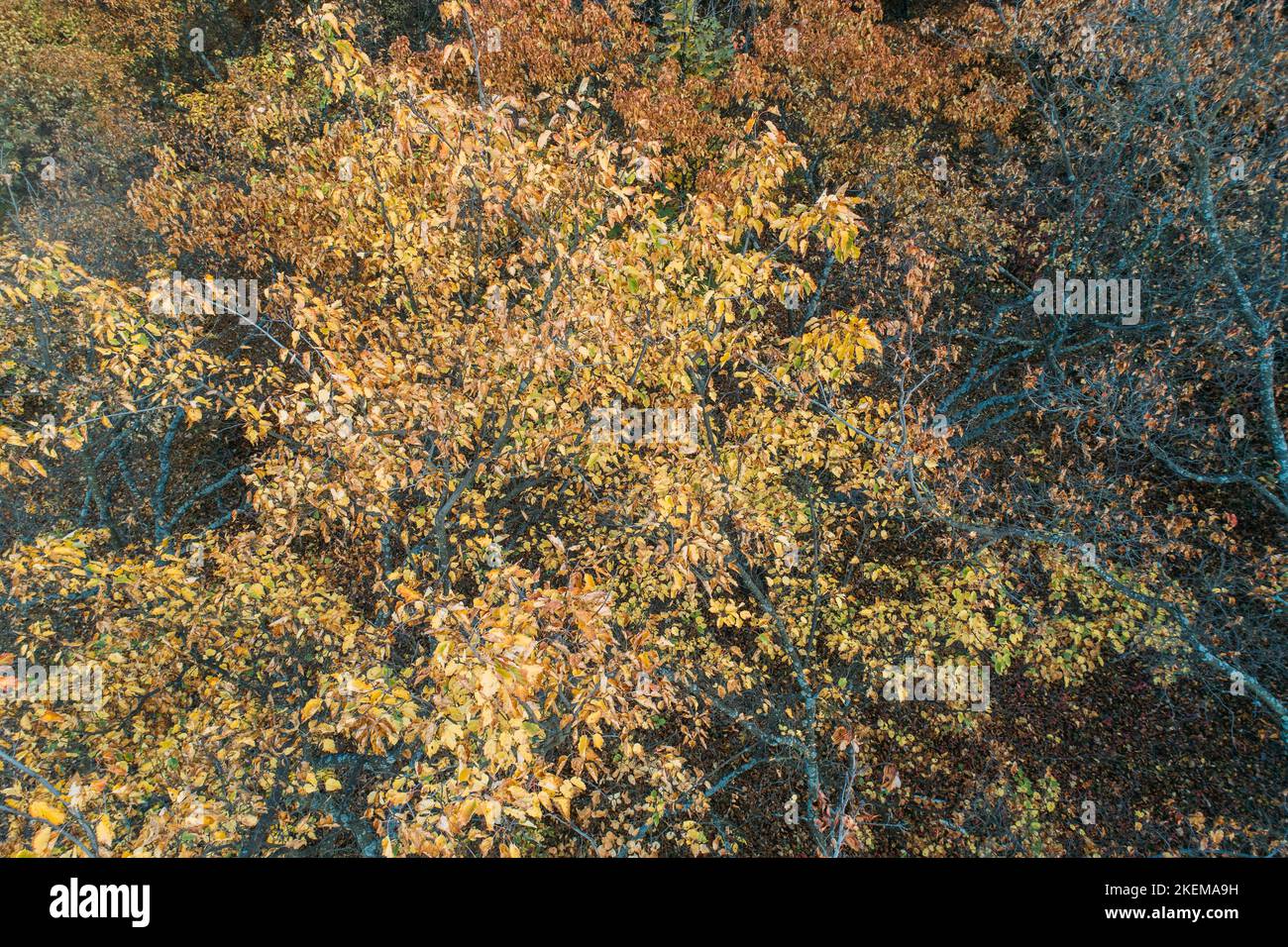 Wald Luftbild Herbst wilde Natur Szene Bäume Stockfoto