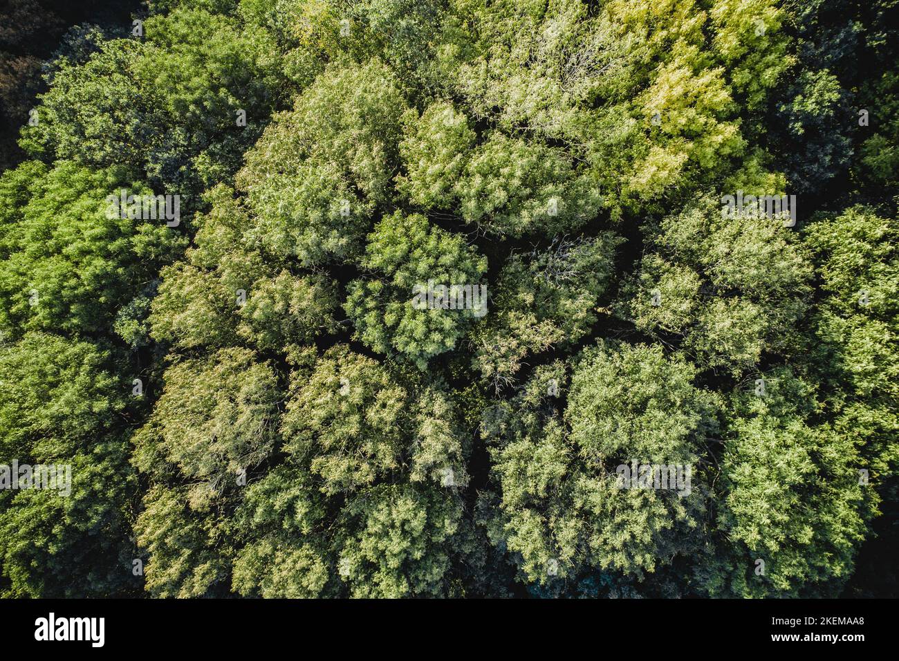 Luftaufnahme Herbstwald Drohne überfliegen braune Bäume Stockfoto