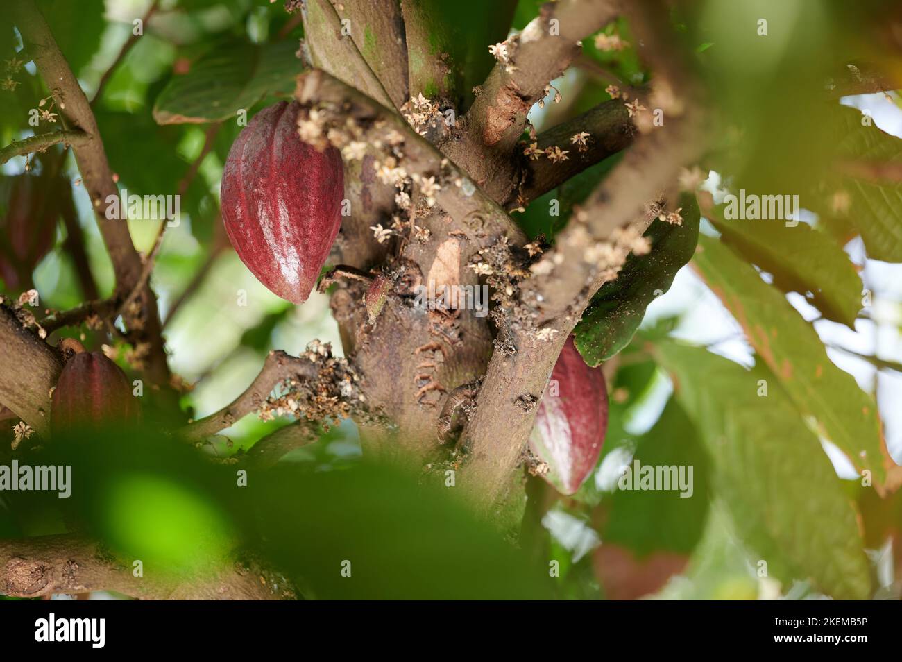 Rote Kakaoschote auf Baum mit neuer Blumenansicht Stockfoto
