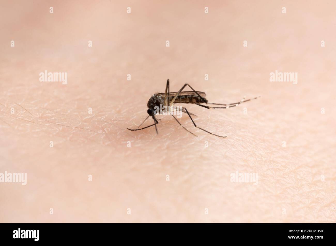 Tragen sie zika-Virus-Mücke auf der menschlichen Haut Hintergrund Nahaufnahme Stockfoto