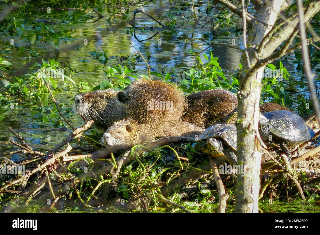 Ein Coypu oder Nutria, allgemein bekannt als Castorino (kleiner Biber) am Fluss in Mantova aka Manua, Italien Stockfoto