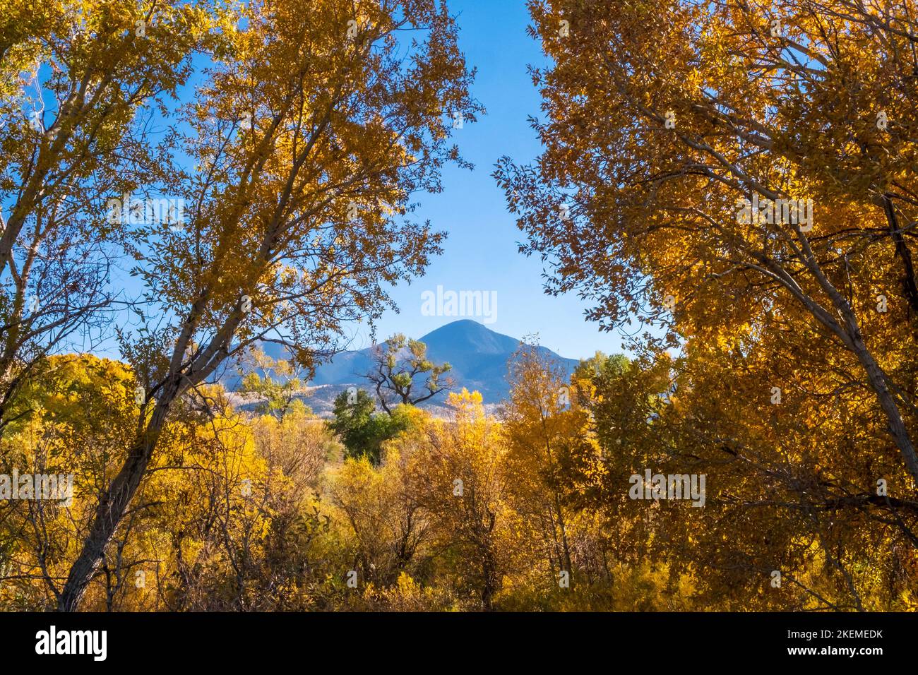 Gelbe Herbstblätter entlang des Yellowstone River in Livington, Montana, USA; Oktoberbäume und Berge Stockfoto