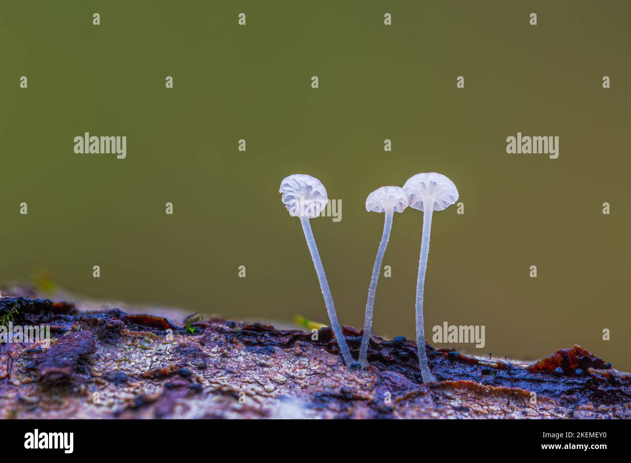 Weiße Pilze im Wald, Mycena Piringa Pilze Stockfoto