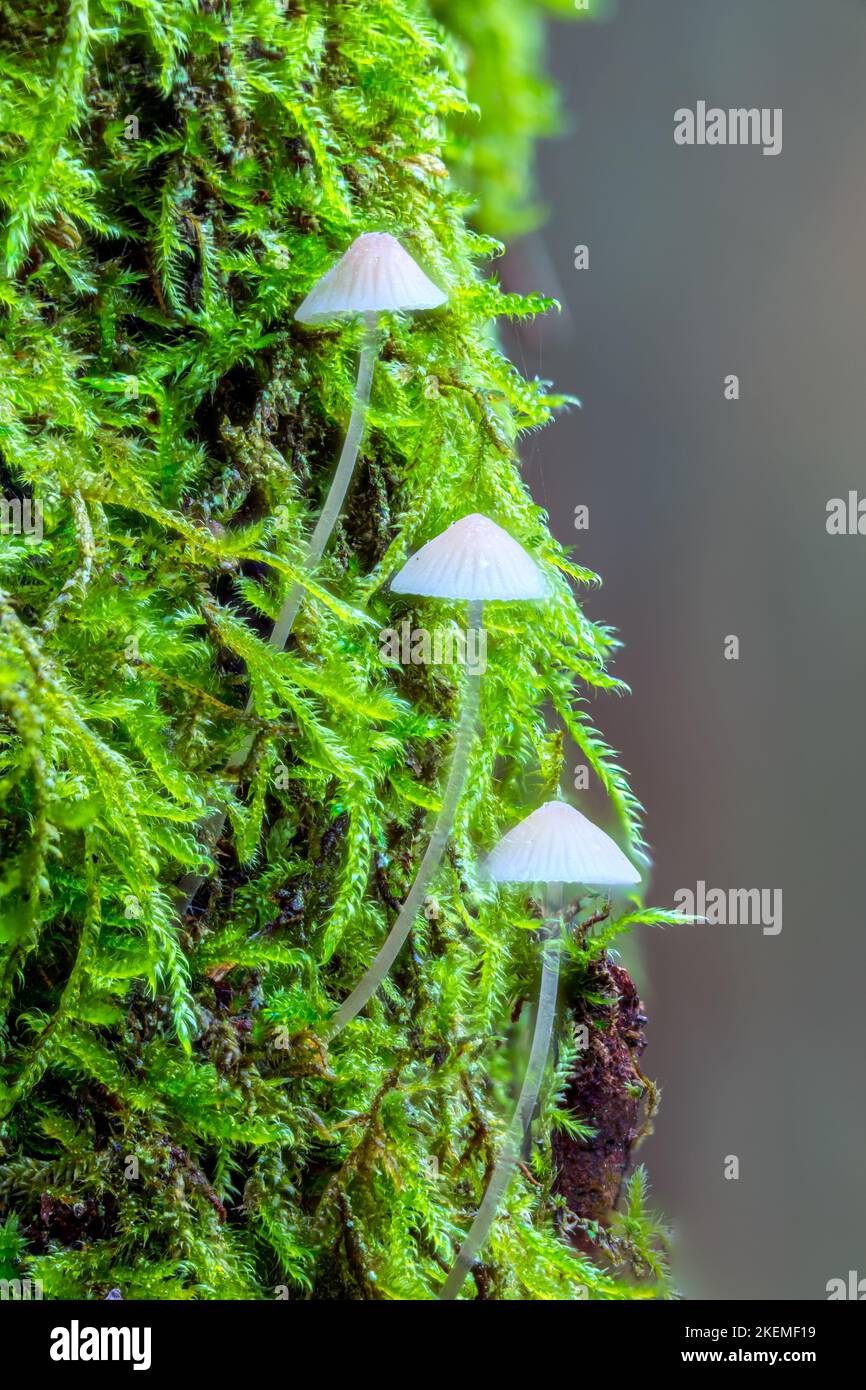 Weiße Pilze im Wald, Mycena Piringa Pilze Stockfoto
