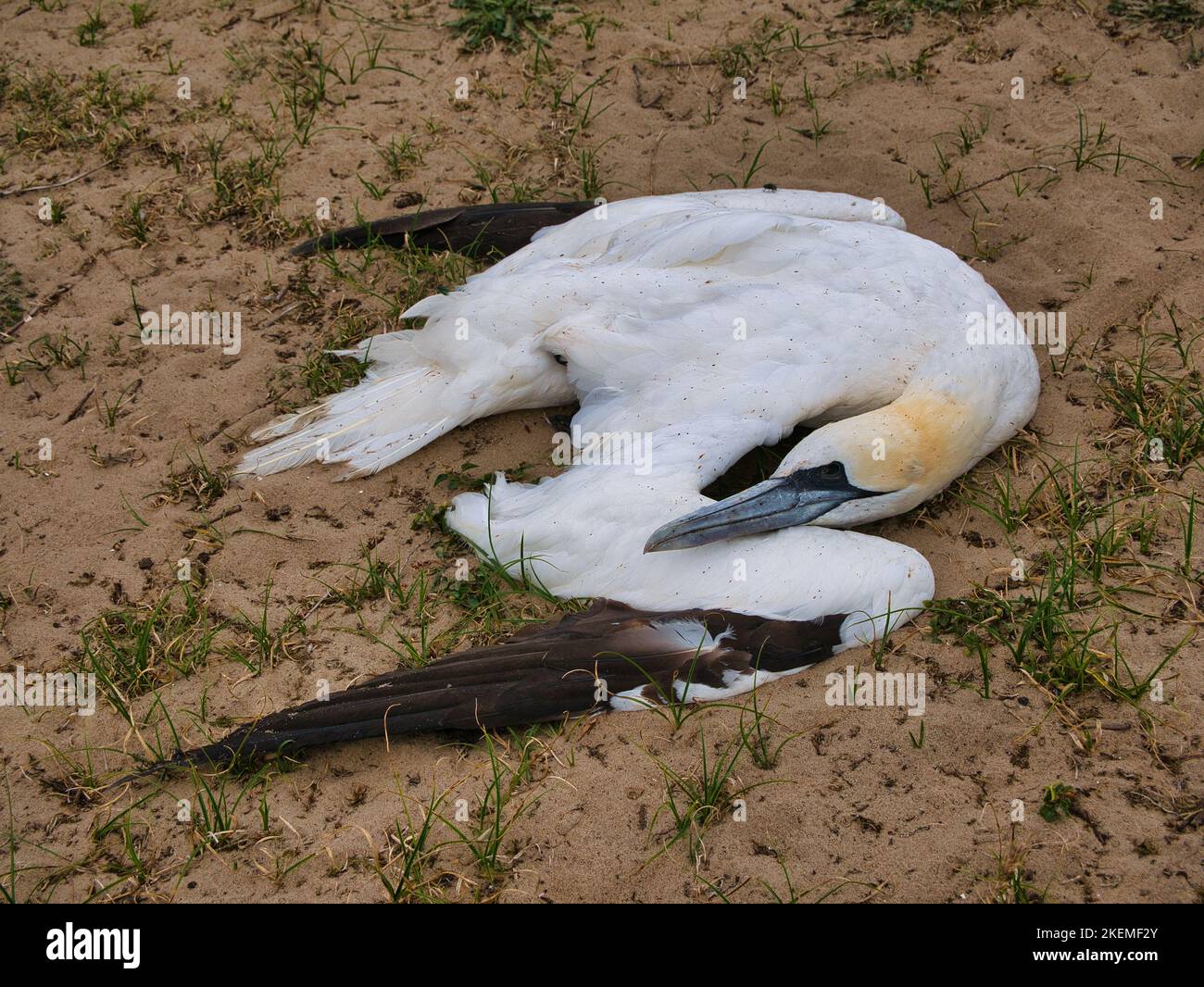 Ein toter Erwachsener hat sich an einem Strand in Norfolk, England, vergußt. Möglicherweise ein Opfer der Vogelgrippe. Stockfoto