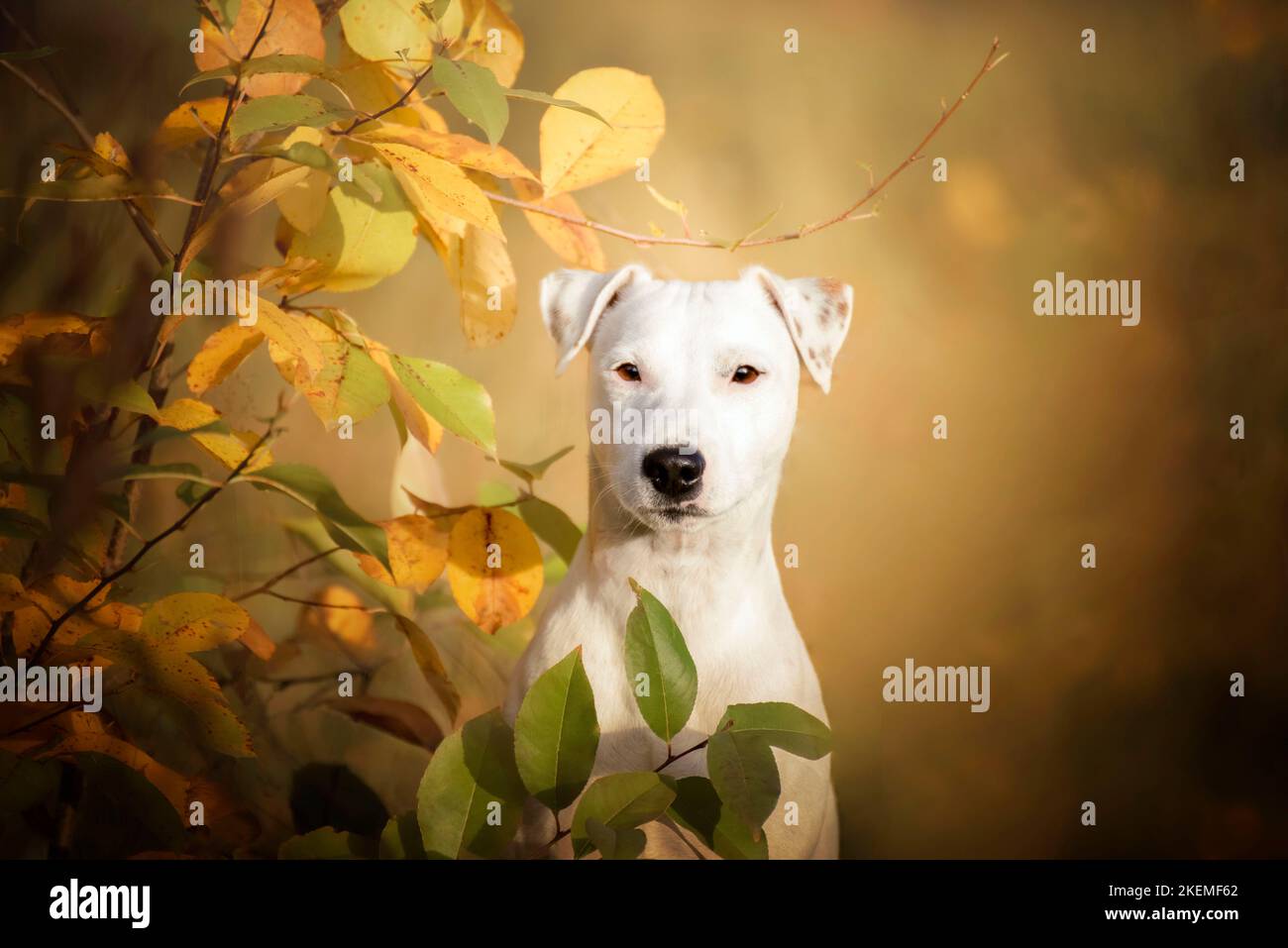 Porträt von Jack Russell im Wald. Die Schönheit der Herbst- und Herbstfarben. Ein weißer Hund liegt im Gras. Stockfoto