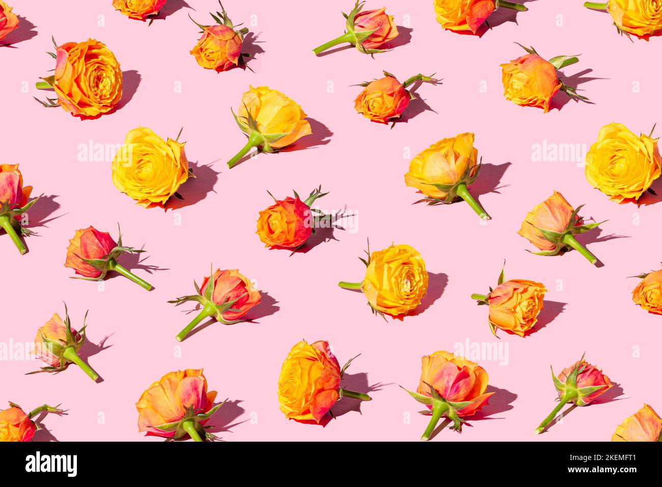 Schöne rote und gelbe Rosen in einem Muster auf einem pastellrosa Hintergrund angeordnet. Valentinstag-Konzept-Banner. Stockfoto