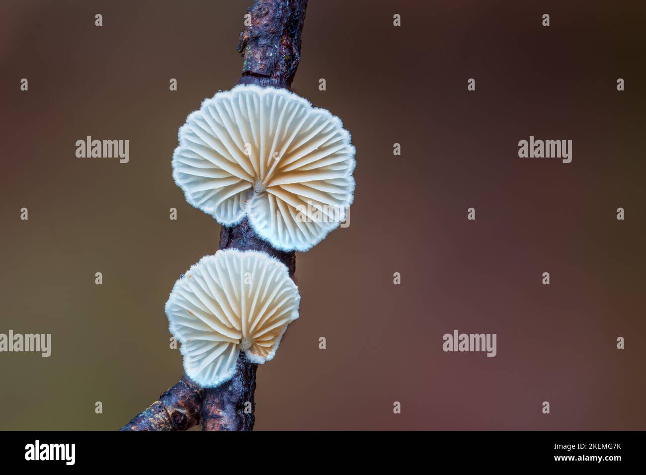 Nahaufnahme schöne Pilze umgedreht. Makrofotografie Ansicht des variablen Oysterling Stockfoto