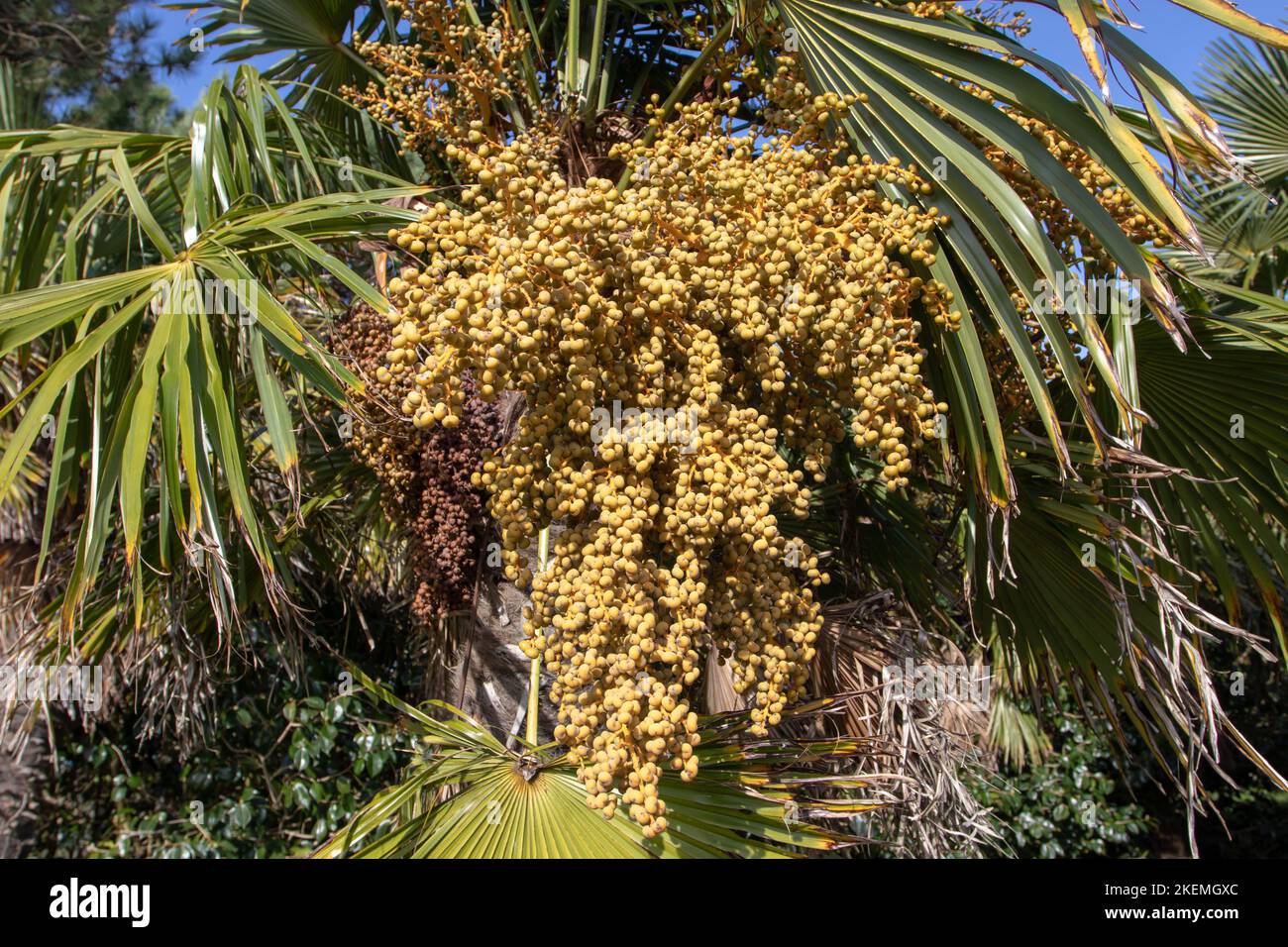 Trachycarpus fortunei, die chinesische Windmühlenpalme, Windmühlenpalme oder Chusan-Palmenpflanze mit gelben Reniformen oder nierenförmigen Steinobst aus der Nähe Stockfoto