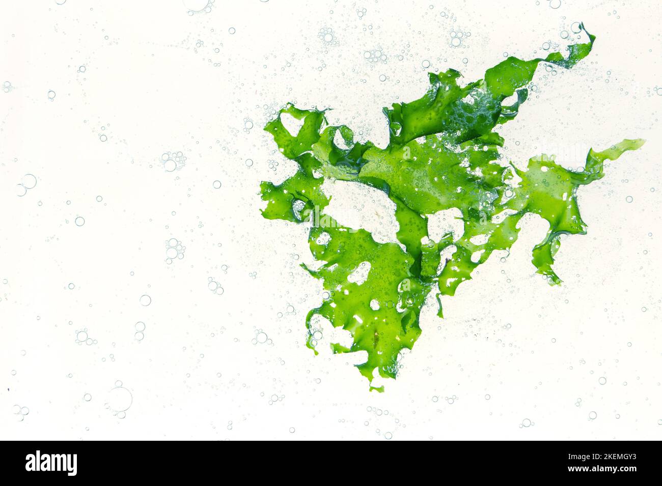 Ulva lactuca oder Meeressalat grüne Alge und Luftblasen im Wasser. Stockfoto