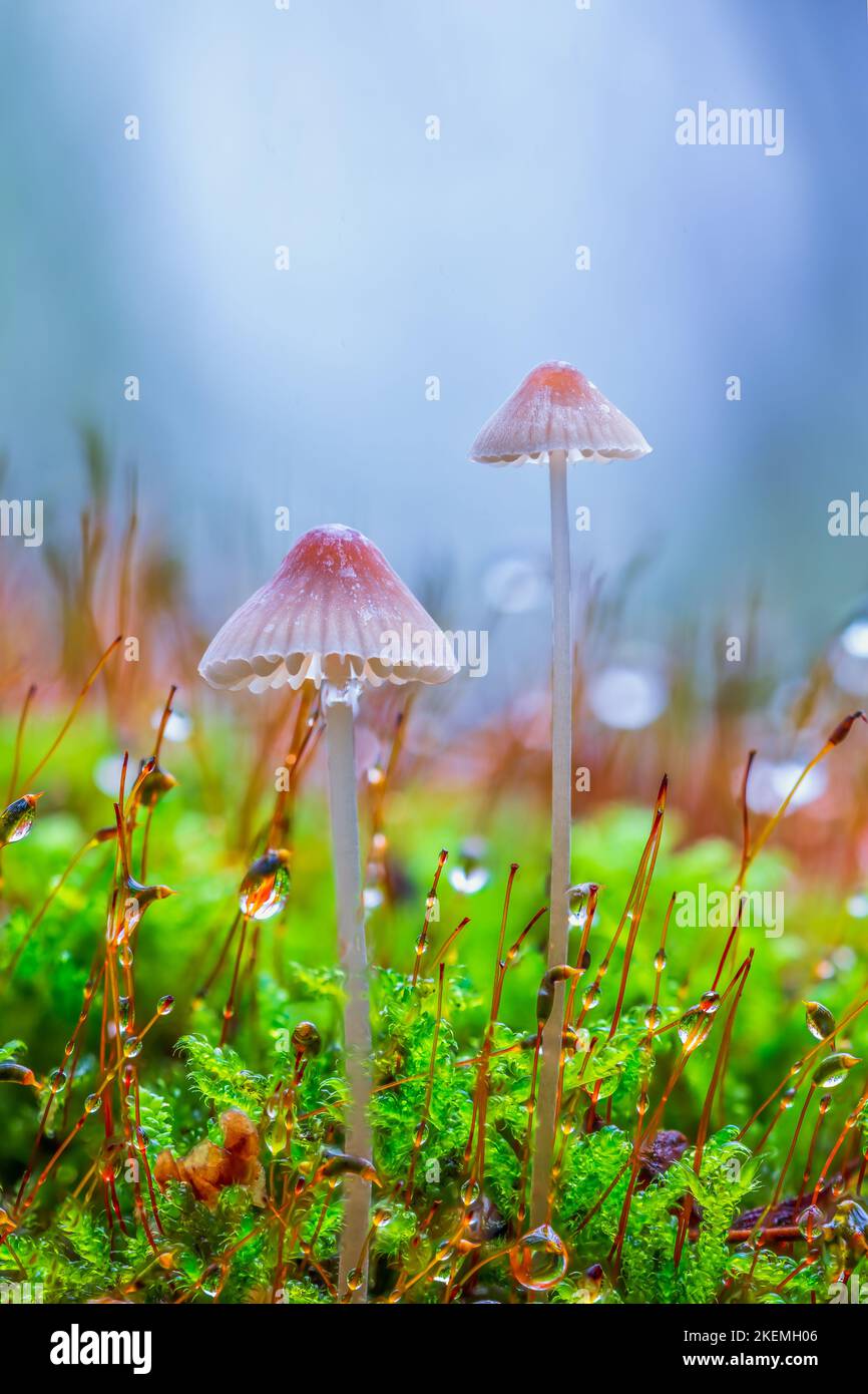 Weiße Pilze im Wald, Mycena Piringa Pilze Stockfoto