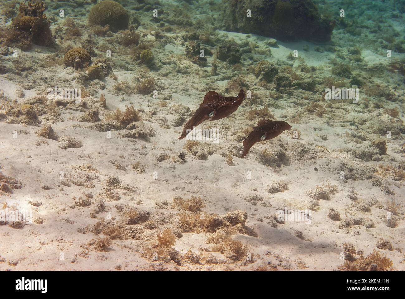 MehrfarbigTiefsee-Unterwasser Pharao Tintenfisch Sepia pharaonos Stockfoto