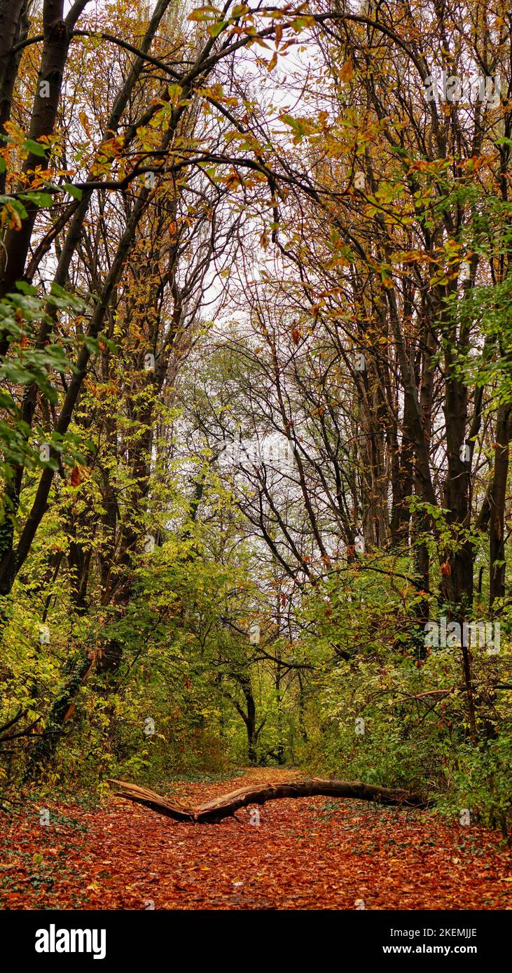 Аutumn mit einem gefallenen Baum auf dem Pfad vertikale Zusammensetzung Stockfoto