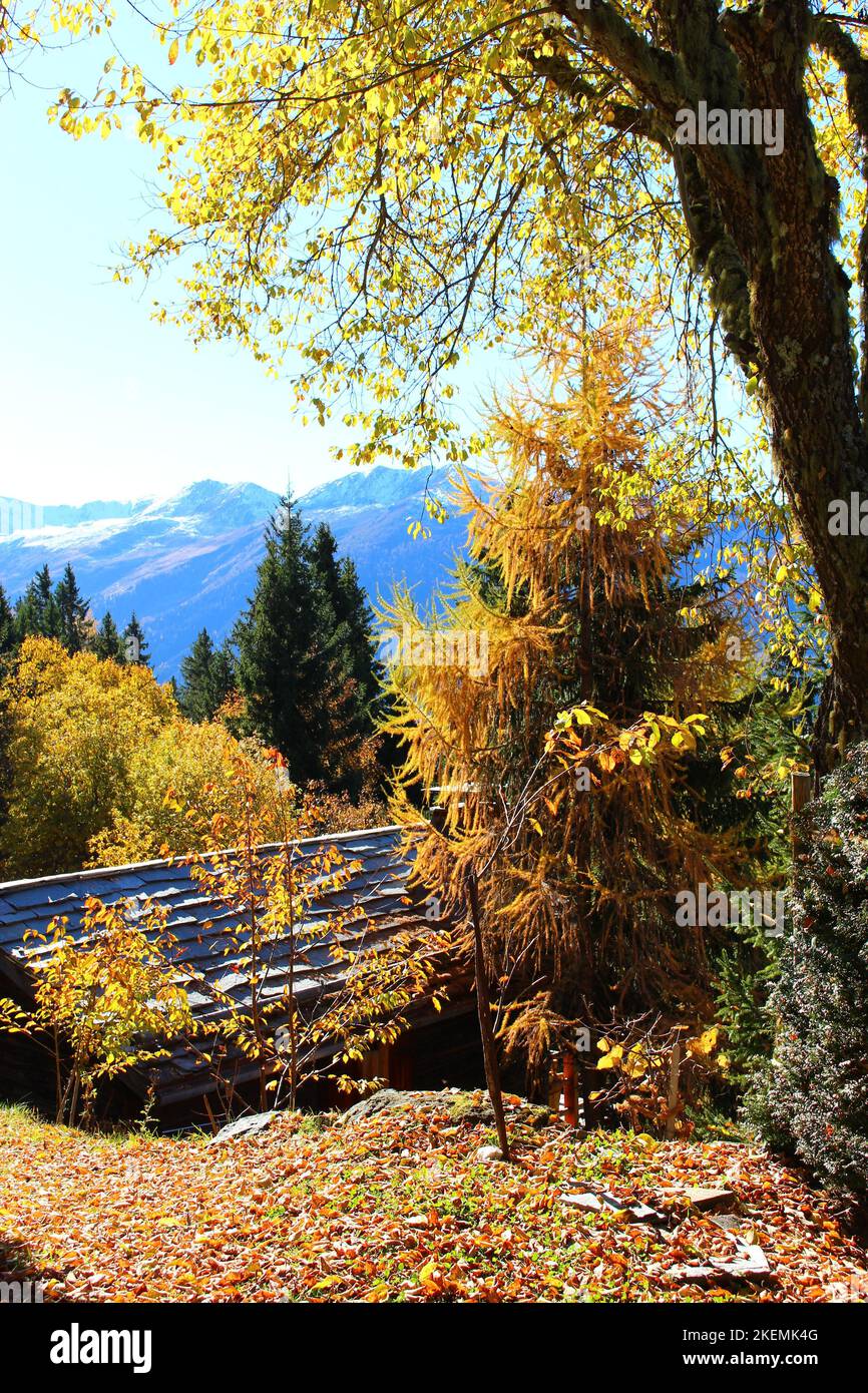 Verbier Alpine Lookout im Herbst mit gelber Laubtresse im Vordergrund. Blick auf die Schweizer alpen im Herbst mit Hütte Stockfoto