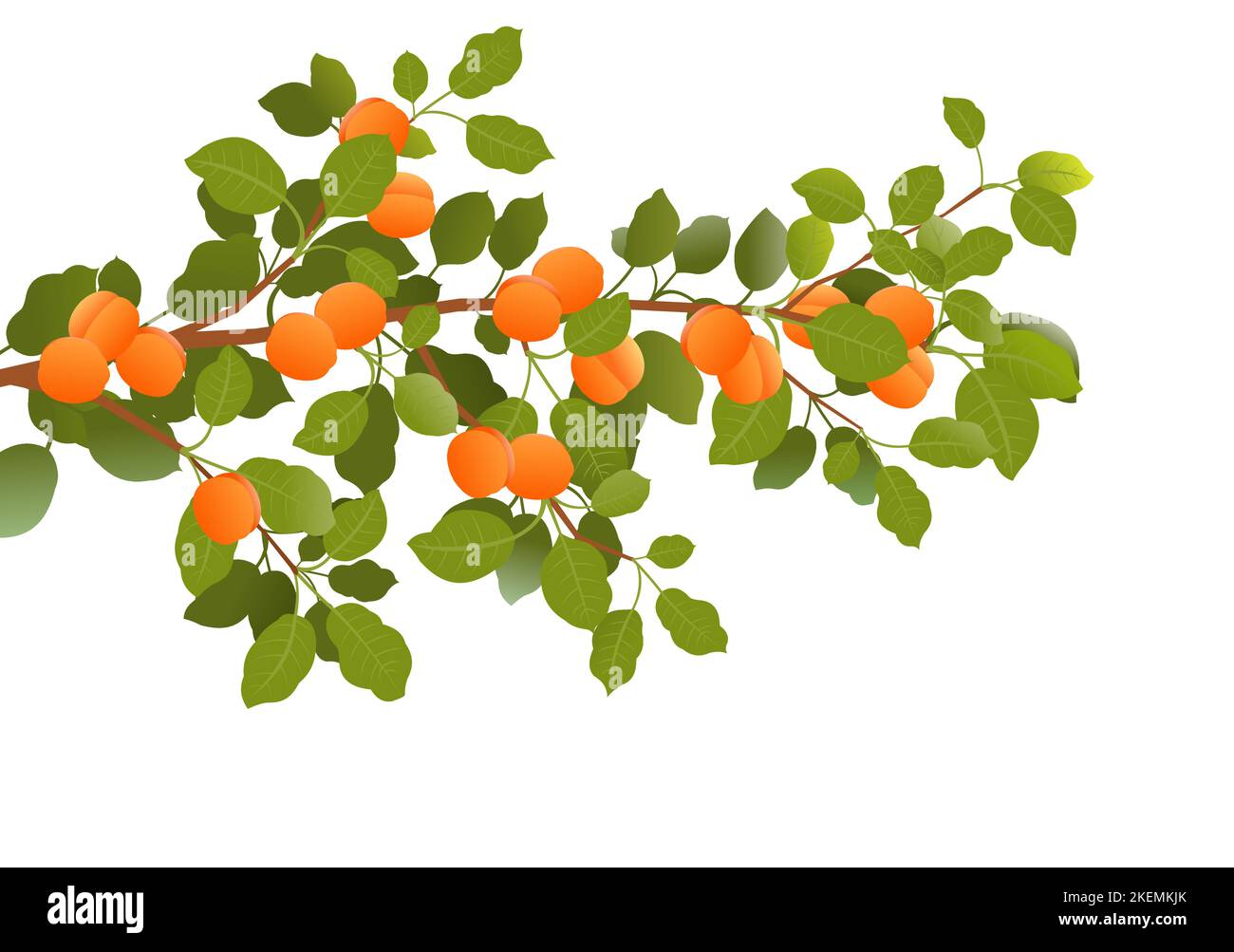 Ast Aprikose mit reifen Früchten. Gartenpflanze mit essbarer Ernte. Isoliert auf weißem Hintergrund. Zweig mit Laub und Blättern. Vektor Stock Vektor