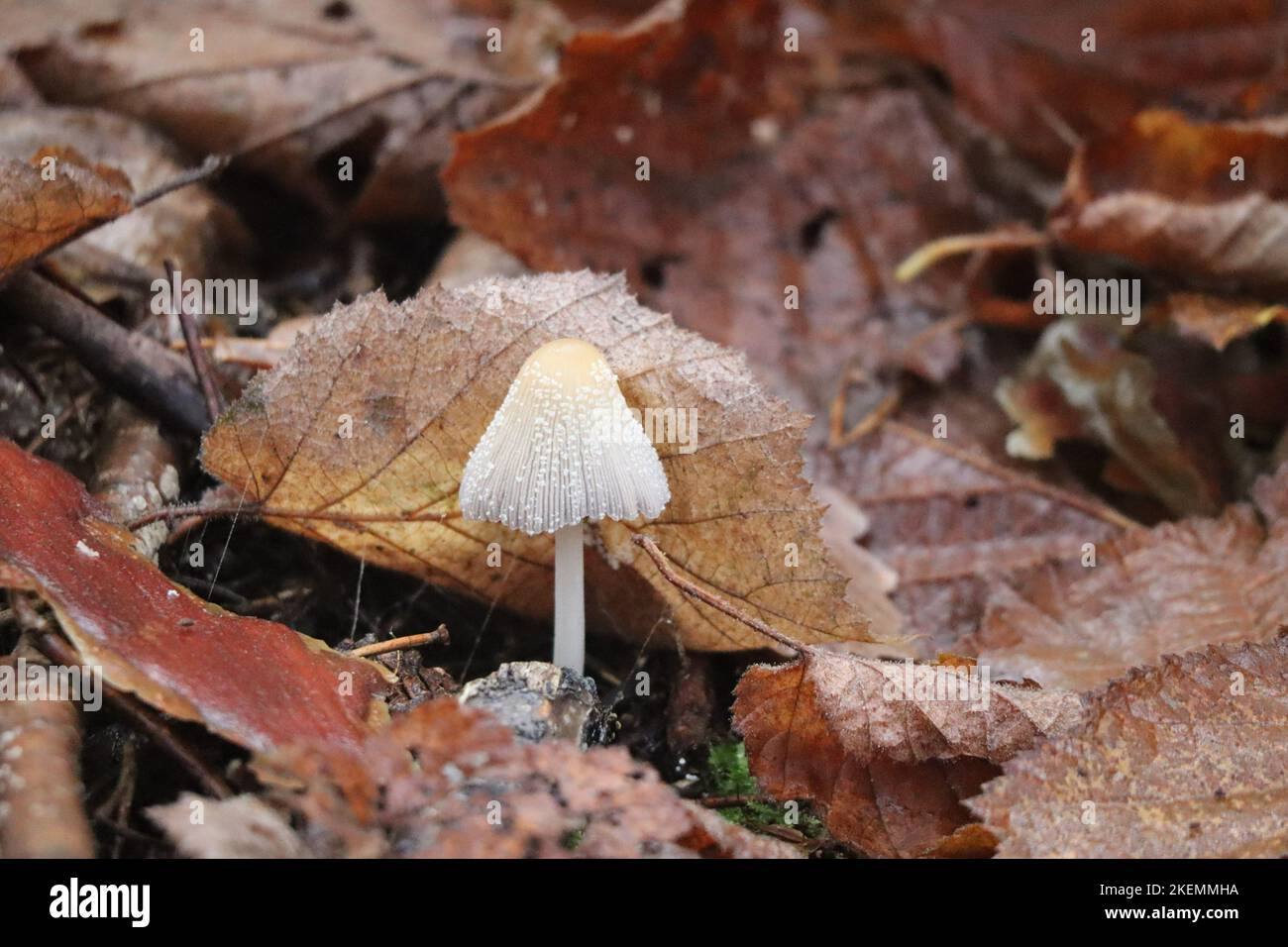 Firerug-Tintenfass mit altem Laub im Wald Stockfoto