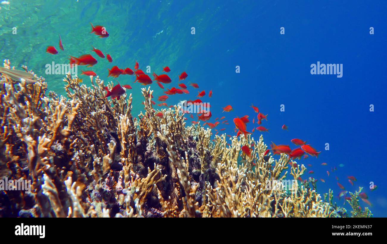 Fisch - Sea Goldie. Die häufigsten Antias im Roten Meer. Taucher sehen ihn in riesigen Scharen an den Hängen der Korallenriffe. Stockfoto