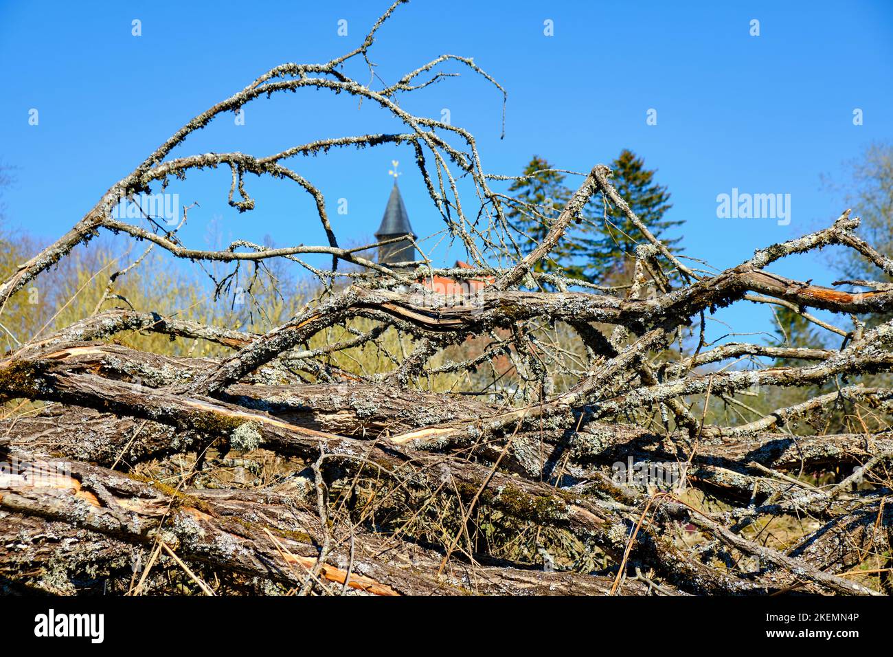 Unberührte Vegetationsstrukturen und Dorfkirche im Hintergrund, verlassenes Dorf Gruorn, ehemaliges Münsingen-Militärtraininggebiet, Deutschland. Stockfoto